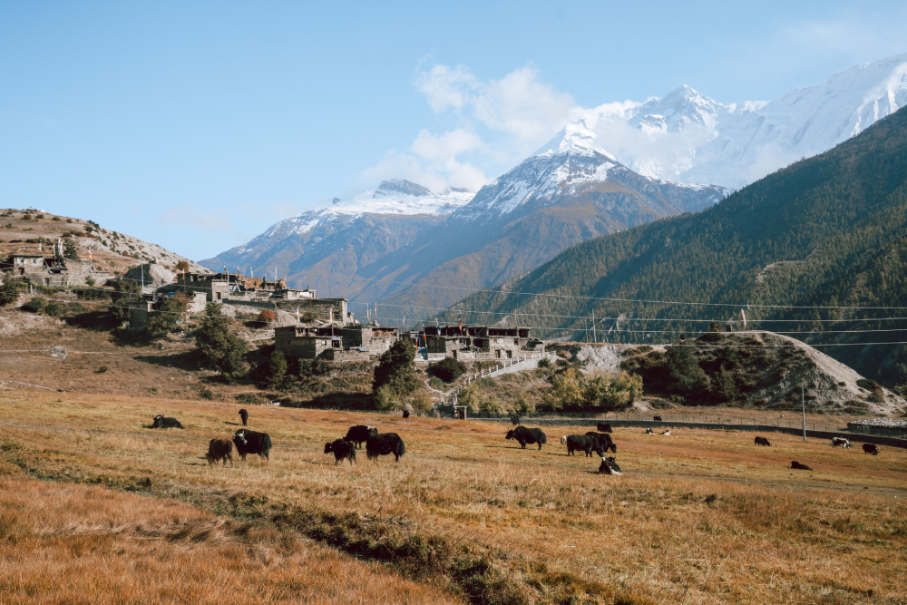 Manang Town
