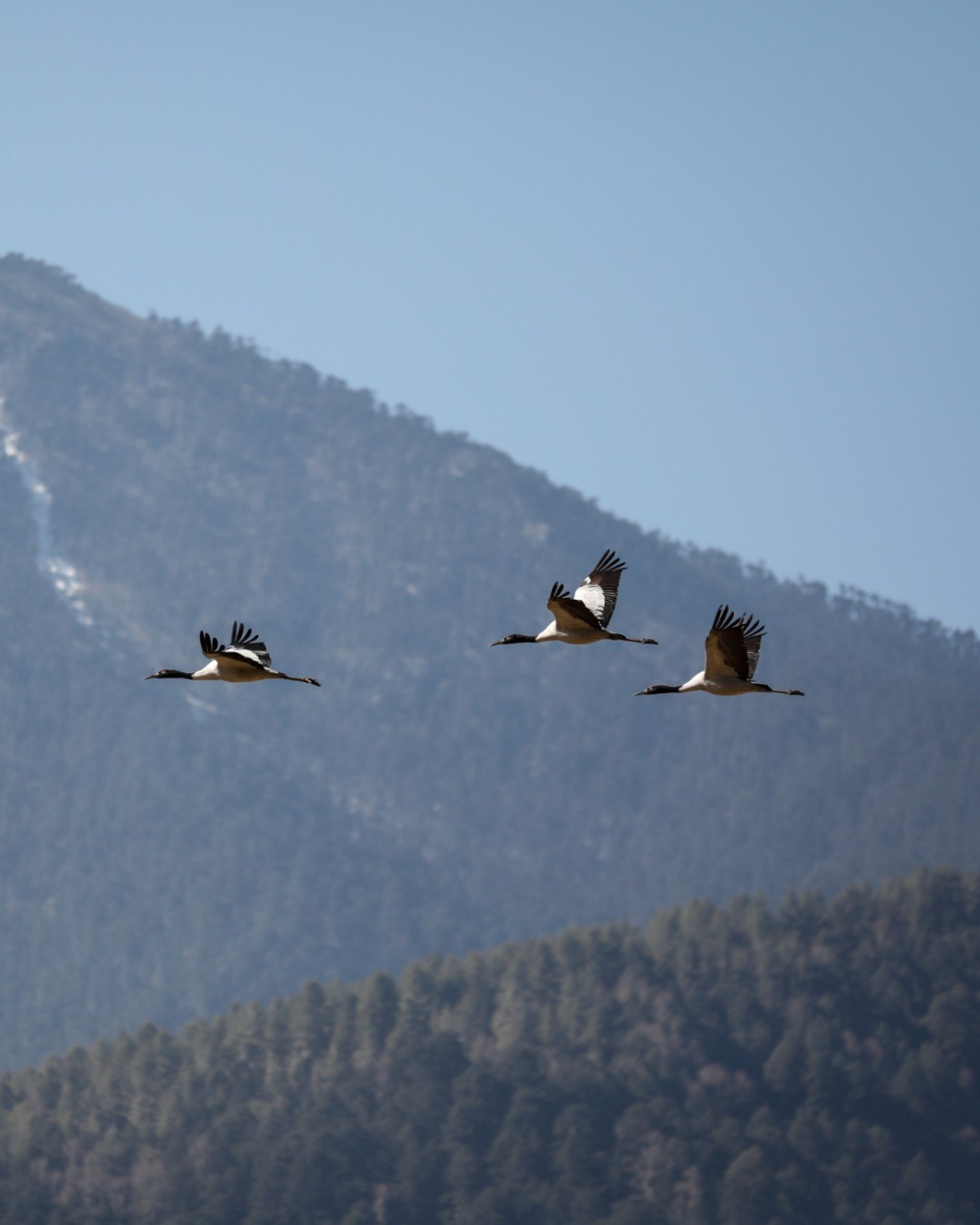 Black Necked Cranes Of Phobjikha Valley In Bhutan
