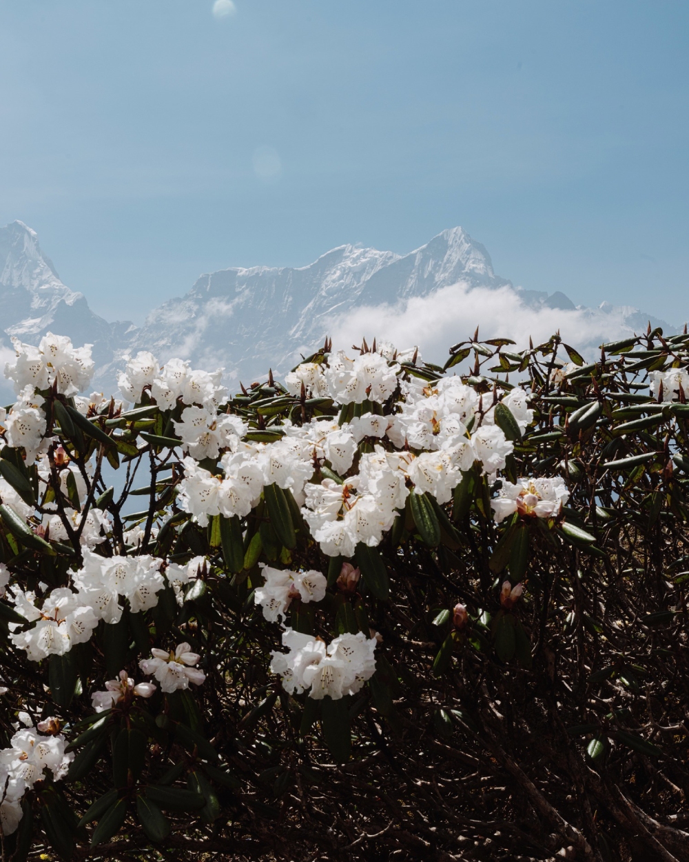 Spring Blooms In Nepal