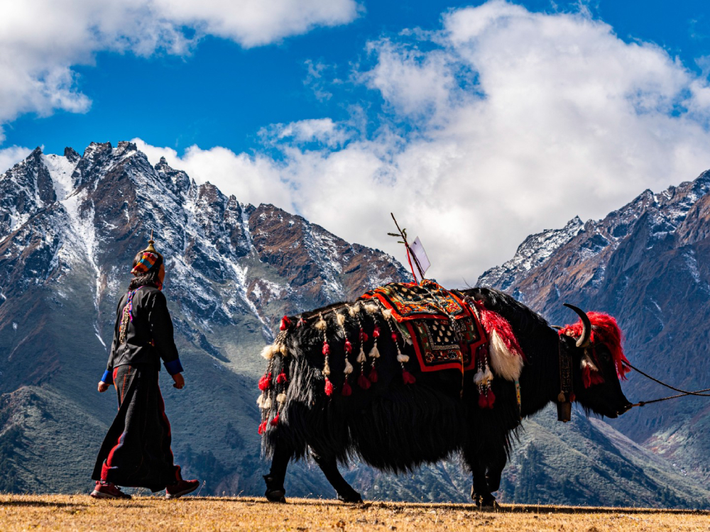 Yak Festival In Laya Bhutan