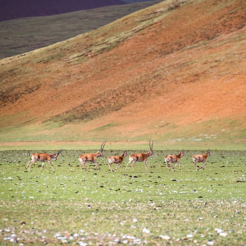 Tibetan Antelopes