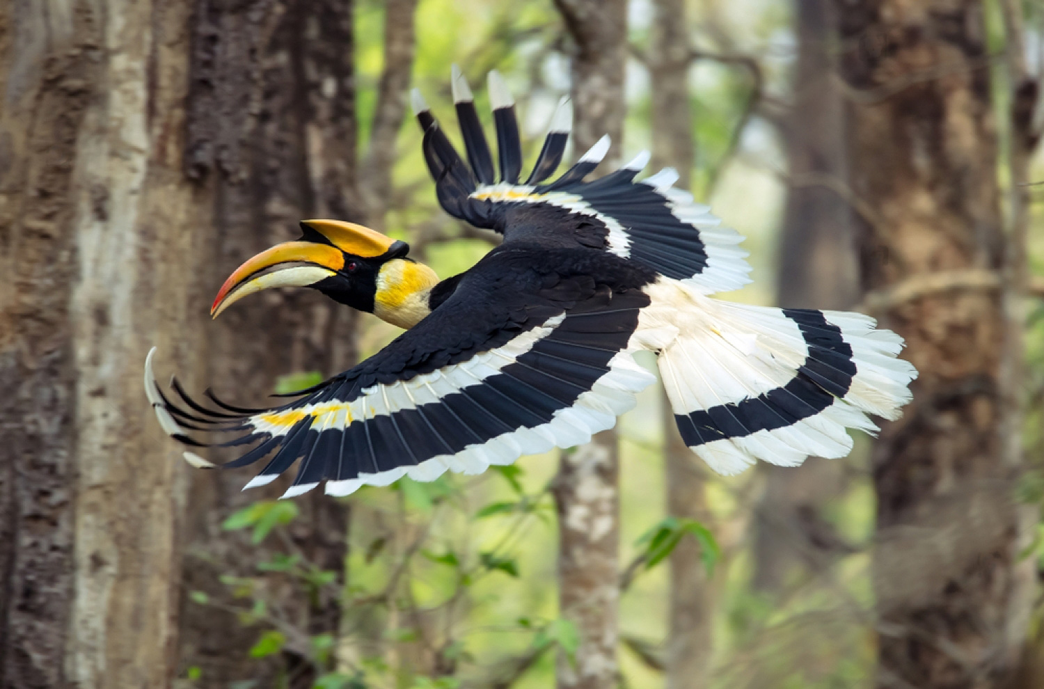 great-hornbill-in-flight-found-in-chitwan-national-park.jpg