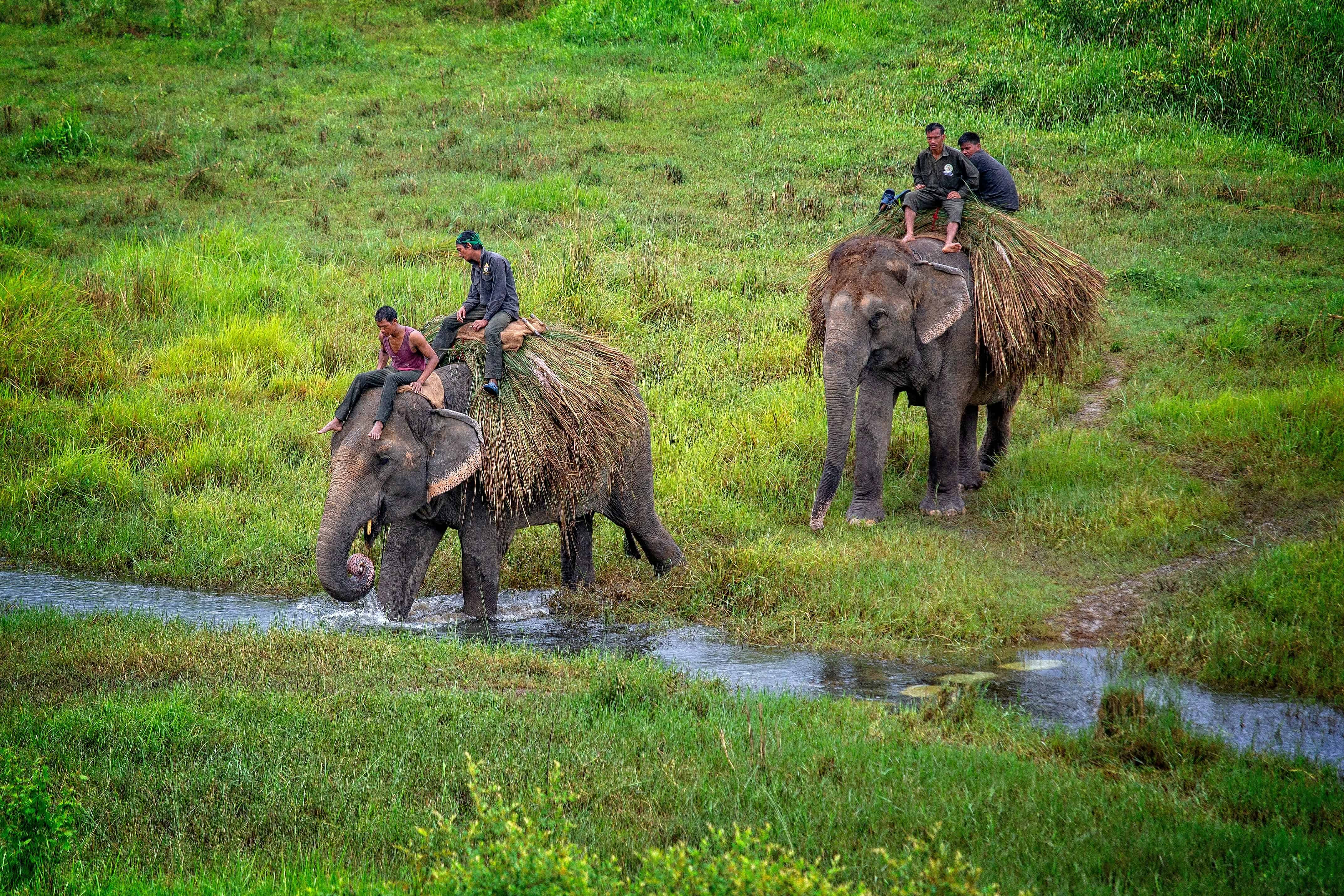 mahouts-riding-their-elephants-back-home.jpg