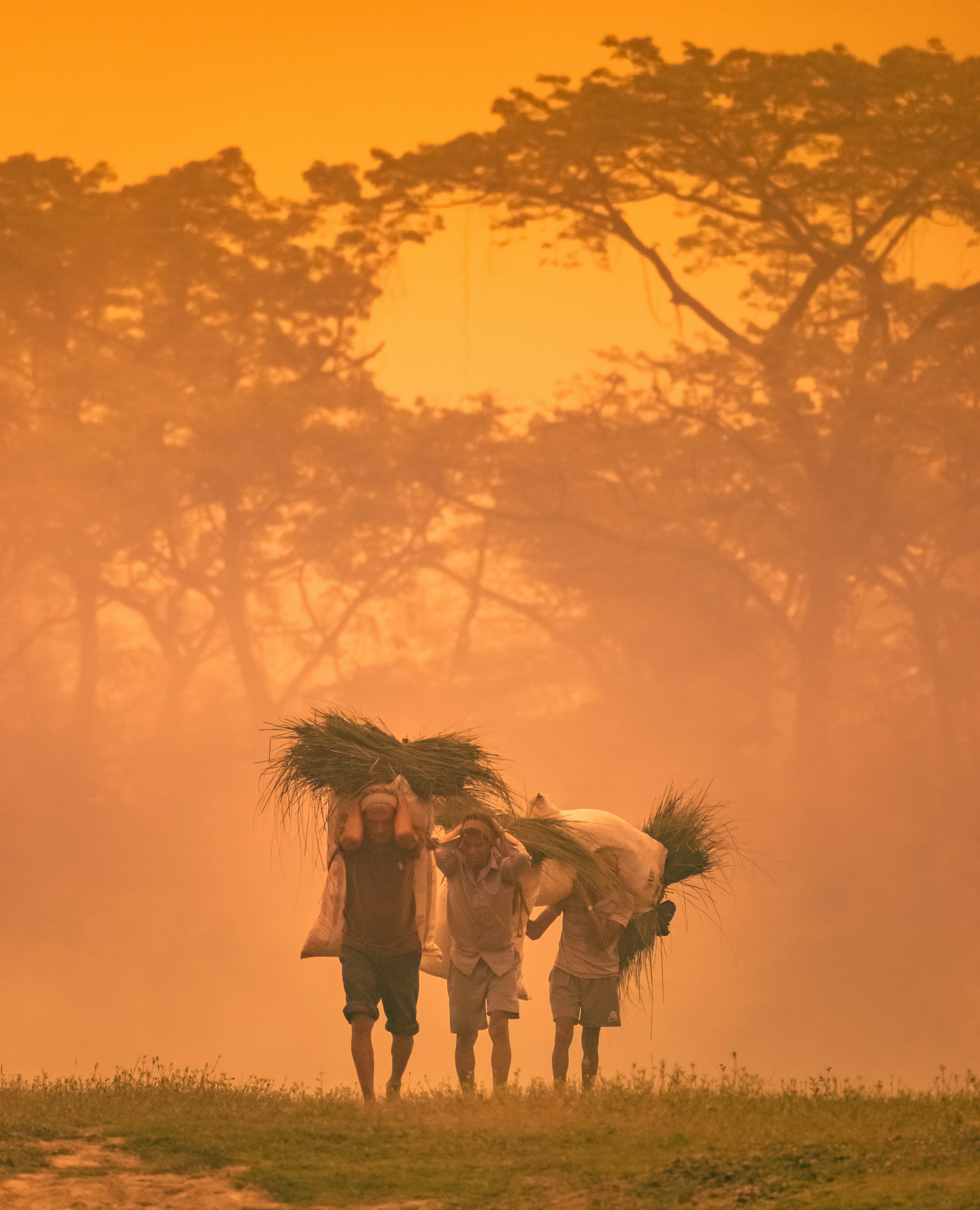 the-local-tharus-bring-the-animal-harvest-to-home-int-the-evening-in-chitwan.jpg